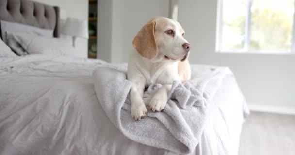 靠近宠物狗 坐在床上 动作缓慢 宠物和家庭生活 — 图库视频影像
