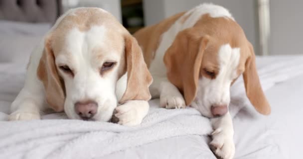 靠近两只宠物狗 坐在床上 动作缓慢 宠物和家庭生活 — 图库视频影像