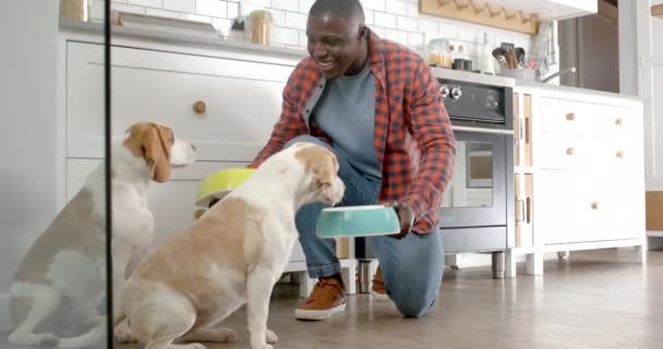 Afrikkalainen Amerikkalainen Mies Antaa Ruokaa Lemmikkikoirilleen Keittiössä Kotona Hidastettuna Elämäntapa — kuvapankkivideo