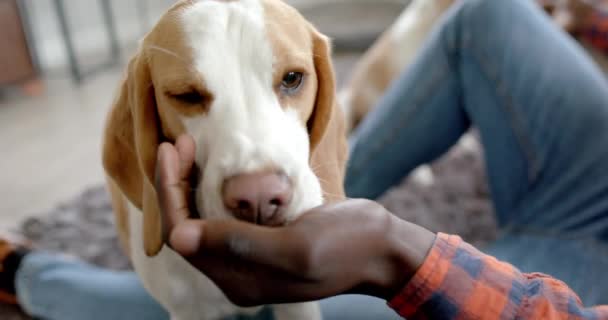 美国中部非洲男子坐在地板上 与他的宠物狗玩耍 动作缓慢 生活方式 宠物和家庭生活 — 图库视频影像