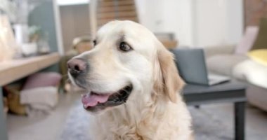Golden Retriever köpeğinin portresi evde oturuyor, ağır çekimde. Yaşam tarzı, hayvan, arkadaşlık ve aile hayatı, değişmedi..