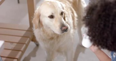 Evde Golden Retriever köpek maması servis eden melez bir kadının orta bölümü, ağır çekim. Yaşam tarzı, boş zaman, hayvan ve ev hayatı, değişmemiş..