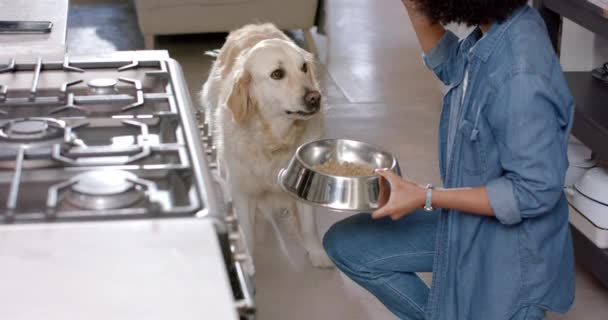 Biracial Nainen Palvelee Kultainen Noutaja Koiranruokaa Kotona Hidastettuna Elämäntapa Vapaa — kuvapankkivideo