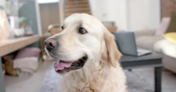 Kultaisen Noutajan Koiran Muotokuva Istuu Kotona Hidastettuna Elämäntapa Eläin Ystävyys — kuvapankkivideo