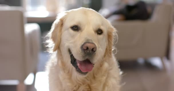 Kultaisen Noutajan Koiran Muotokuva Istuu Lattialla Kotona Hidastettuna Elämäntapa Eläin — kuvapankkivideo
