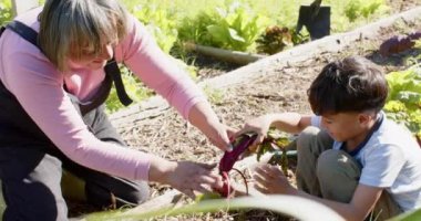 Sunny Garden 'dan sebze toplayan kıdemli çift ırklı büyükanne ve torun, yavaş çekim. Aile, birliktelik, organik gıda, doğa, bahçıvanlık ve sağlıklı yaşam tarzı, değiştirilmemiş..