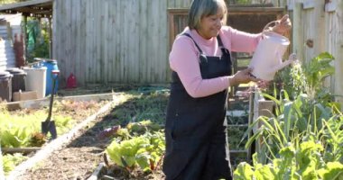 Sunny Garden 'da çiçekleri sulayan kıdemli çift ırklı mutlu kadın, yavaş çekim, fotokopi alanı. Kıdemli yaşam tarzı, doğa, hobiler ve bahçıvanlık, değişmemiş.