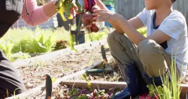Sunny Garden 'dan sebze toplayan kıdemli çift ırklı büyükanne ve torun, yavaş çekim. Aile, birliktelik, organik gıda, doğa, bahçıvanlık ve sağlıklı yaşam tarzı, değiştirilmemiş..