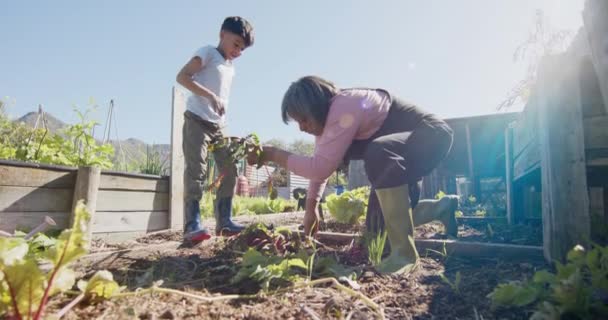 Starsza Birasowa Babcia Wnuk Zbierający Warzywa Słonecznym Ogrodzie Zwolnionym Tempie — Wideo stockowe