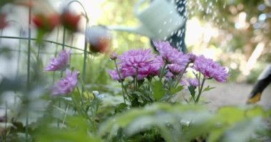 Güneşli bahçede, yaşlı beyaz çiftlerin sulama bitkilerinin orta kesimi, yavaş çekim. Kıdemli yaşam tarzı, bahçıvanlık, hobiler, birliktelik, yaz ve doğa.