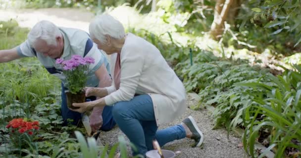 资深高加索夫妇在阳光明媚的花园里种花 动作缓慢 老年生活方式 业余爱好 夏天和大自然 — 图库视频影像
