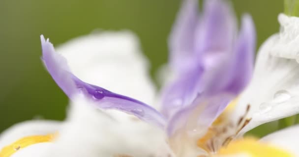 Primer Plano Hermosa Flor Blanca Púrpura Con Gotas Rocío Sobre — Vídeo de stock