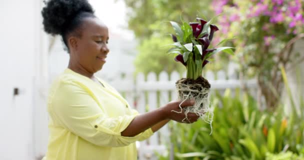 Feliz Mulher Sênior Afro Americana Replantando Plantas Sorrindo Jardim Ensolarado — Vídeo de Stock