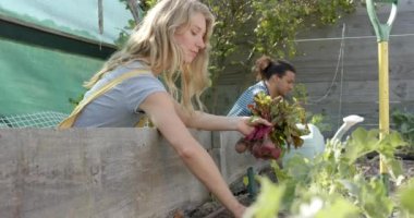 Bahçede çalışan ve pancar kökü toplayan mutlu çift portresi, yavaş çekim. Organik, kendine yetme, doğa, büyüme ve yaşam tarzı, değişmemiş..