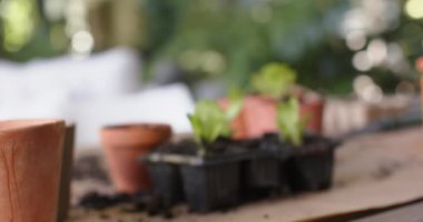 Verandadaki saksılara ekilmeye hazır bitkiler. Bahçe işleri, bitkiler ve doğa konsepti, değiştirilmemiş..