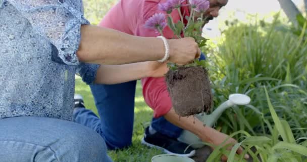 Fokuserad Senior Olika Par Trädgårdsarbete Plantering Blommor Solig Trädgård Slow — Stockvideo