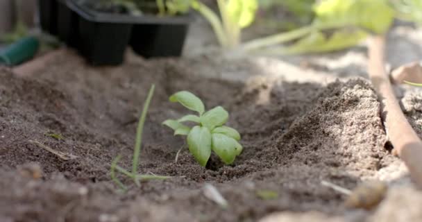 Mulher Caucasiana Trabalhando Jardim Plantando Plantas Câmera Lenta Orgânico Auto — Vídeo de Stock