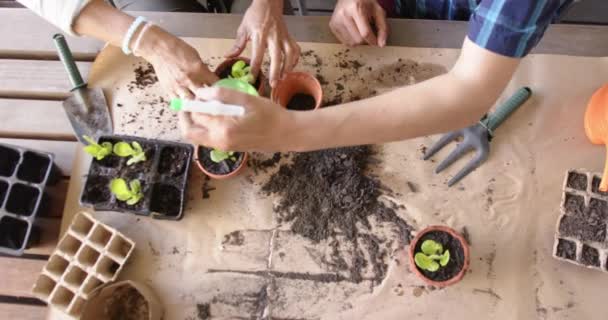 Olika Äldre Par Sitter Vid Bordet Och Planterar Växter Till — Stockvideo