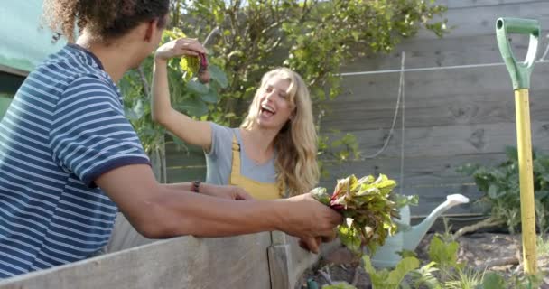 Glückliches Paar Das Garten Arbeitet Und Rote Beete Pflückt Zeitlupe — Stockvideo