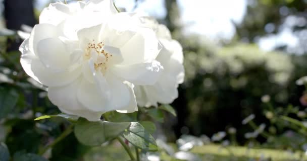Nahaufnahme Von Schönen Weißen Rosen Die Sonnigen Garten Wachsen Zeitlupe — Stockvideo