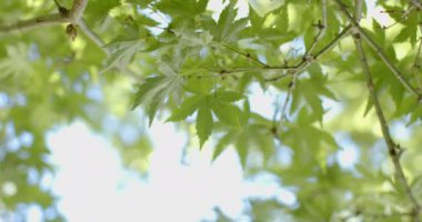 Güneşli bir günde ağaç dallarını yeşil yapraklarla kapayın. Doğa, yaz ve büyüme.