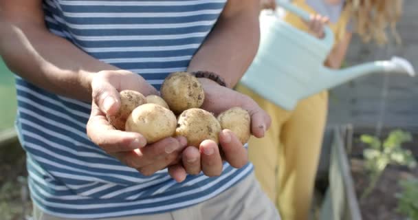 Casal Diverso Feliz Trabalhando Jardim Pegando Batatas Câmera Lenta Orgânico — Vídeo de Stock