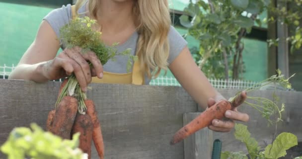 Mulher Caucasiana Feliz Trabalhando Jardim Colhendo Cenouras Câmera Lenta Orgânico — Vídeo de Stock