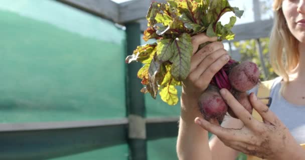 Mulher Caucasiana Feliz Trabalhando Jardim Pegando Beterrabas Câmera Lenta Orgânico — Vídeo de Stock