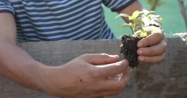 Biracial Man Arbetar Trädgården Och Plantera Växter Slow Motion Ekologisk — Stockvideo