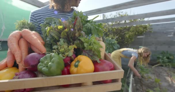 Feliz Pareja Diversa Sosteniendo Cesta Verduras Frescas Trabajando Jardín Cámara — Vídeos de Stock