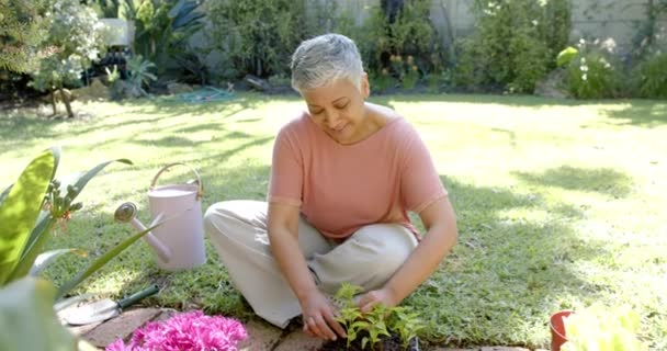 Feliz Mujer Birracial Senior Plantando Planta Jardín Soleado Casa Cámara — Vídeo de stock