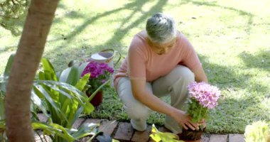 Mutlu son sınıf melez kadın evdeki güneşli bahçeye çiçek dikiyor, ağır çekimde. Ev hayatı, doğa, emeklilik ve yaşam tarzı, değişmedi..