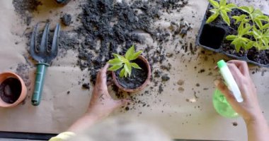 Kıdemli melez kadın bahçedeki saksılara çiçek dikip suluyor, ağır çekimde. Ev hayatı, doğa, emeklilik ve yaşam tarzı, değişmedi..