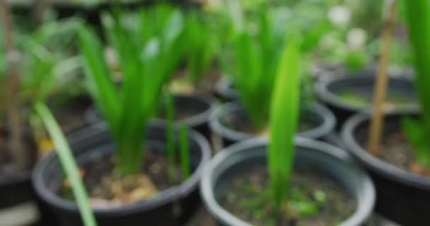 Blurred Image Potted Plants Nursery Focus Intentionally Soft Create Background — Stock Video