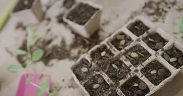 Plantor Gror Biologiskt Nedbrytbara Krukor Hemma Med Kopieringsutrymme Trädgårdsskötsel Främjar — Stockvideo