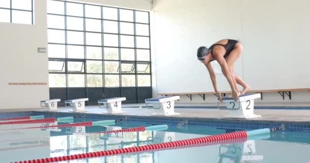 Nadador Sumerge Una Piscina Una Competición Con Espacio Para Copiar — Vídeos de Stock