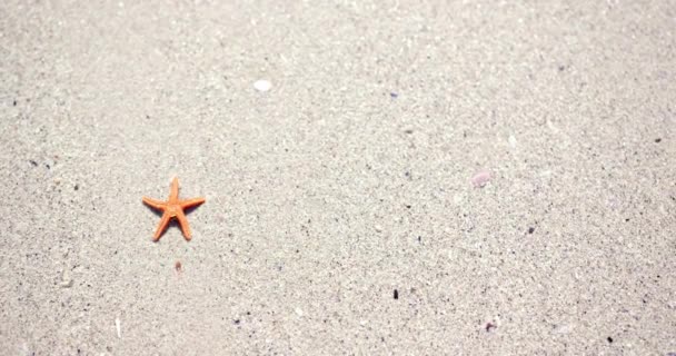 Estrella Mar Naranja Descansa Una Playa Arena Con Espacio Para — Vídeos de Stock
