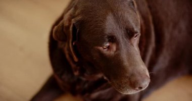 Kahverengi bir Labrador Retriever düşünceli bir ifadeyle yana bakıyor. Kapalı alanda yakalanan sıcak ses tonları köpekle rahat ve samimi bir ortam izlenimi uyandırıyor..