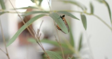 Turuncu ve siyah lekeli bir kelebek yeşil bir yaprağın üzerinde duruyor. Çiçeklerin ortasındaki kelebeğe odaklanmak, fauna ve flora arasındaki hassas etkileşimi vurgular..