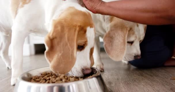 Twee Beagles Genieten Thuis Van Hun Maaltijd Uit Een Metalen — Stockvideo
