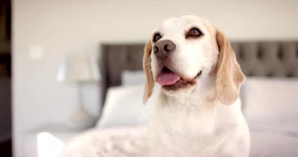 Seekor Anjing Pelacak Duduk Tempat Tidur Rumah Melihat Atas Ruangan — Stok Video