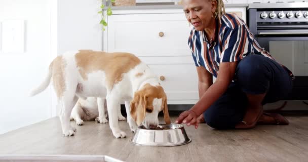 Eine Ältere Afroamerikanische Frau Füttert Ihren Hund Hause Sie Hat — Stockvideo