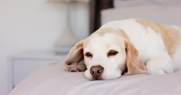 一只小猎犬把头靠在柔软的床上 显得疲惫不堪 房间沐浴在自然光中 突出了狗凝视着自己 一动不动 动作缓慢 — 图库视频影像
