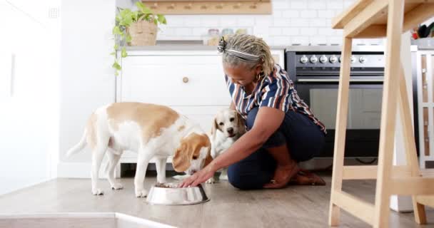 Een Oudere Afro Amerikaanse Vrouw Geeft Thuis Twee Honden Eten — Stockvideo
