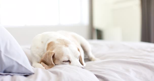 一只大猎犬躺在舒适的床上 沐浴在柔和的光线中 这只狗平静的表情暗示着在舒适的家庭环境中一个平静的时刻 一个不变的 缓慢的动作 — 图库视频影像