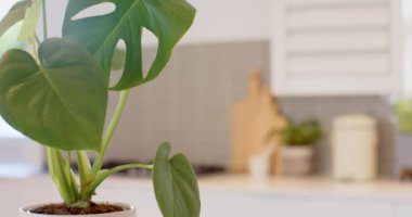 Modern mutfağa monstera bitkisi, arka planda kesme tahtaları ve mutfak gereçleri, kopyalama alanı. Botanik, ev bitkisi, mutfak dekorasyonu, yeşillik, iç tasarım, yeşillik