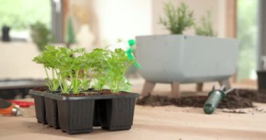 Evin içinde maydanoz yetiştirmek, yanında sprey şişesi ve bahçe aletleri, fotokopi alanı. Bitkiler, kapalı bitkiler, hidroponikler, tarım, bahçıvanlık, yeşillik
