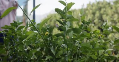 Huzurlu bir anın tadını çıkarıyorum, kadın bardak tutuyor ve balkonda duruyor, kopyalama alanı. Rahatlama, sükunet, sabah, yaşam tarzı, konfor, sükunet