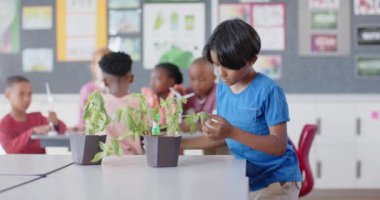Okulda, diğer öğrenciler birlikte çalışırken sınıftaki bitkileri inceleyen çocuk. Eğitim, öğrenme, takım çalışması, biyoloji, öğrenim, bilim