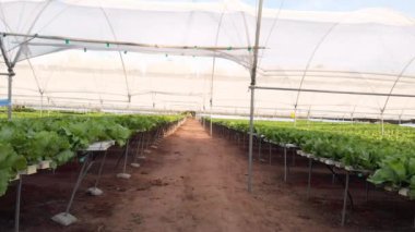 Serada yetişen yapraklı yeşil sebzelerle birlikte hidrofonik çiftlik. Tarım, tarım, organik, üretim, bahçıvanlık, sürdürülebilirlik